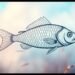 how to draw a fish
